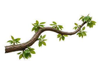 Fototapeta premium A curved tree branch with green leaves isolated on transparent background
