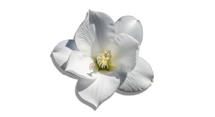 Obraz premium Magnificent White Magnolia Blossom in Full Bloom Against White Background.