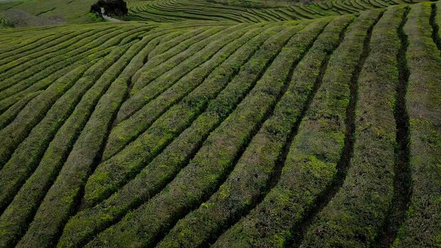 Aerial view of symmetrical green tea plantation fields.
