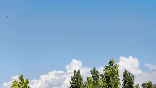 Cumulus growing in the sky seen since the forest