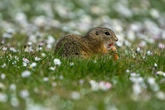ground squirrel eating a carrot (Spermophilus citellus)
