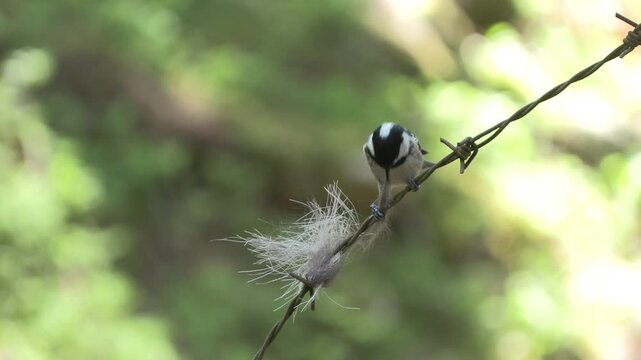 Cincia mora, Coal tit, Periparus ater
