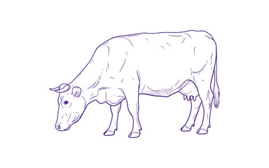 Fototapeta premium Hand-drawn cow sketch isolated on a white background.