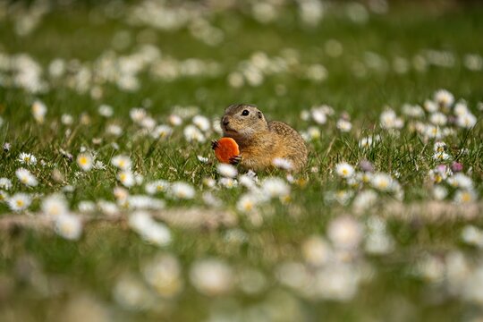 ground squirrel eating a carrot (Spermophilus citellus)