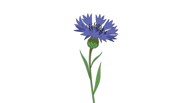 Beautiful blue cornflower with a delicate spiky bloom and green stem stands tall against a minimalist white background.