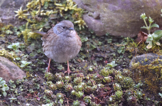 Heckenbraunelle im Garten 