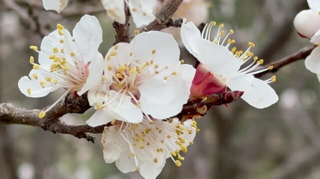 Video of an apricot tree (Lat. Prunus armeniaca) blooming on an April day. Pink flowers open before the leaves emerge. Floral spring background