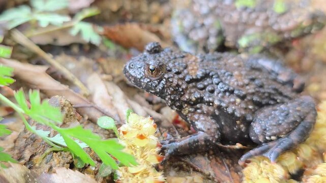 

Macro shot of an Oriental fire-bellied toad with unique skin patterns in a mountain stream.3


