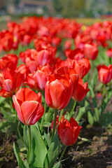Fototapeta premium Macro image of a row of red Tulip blooms, Derbyshire England 