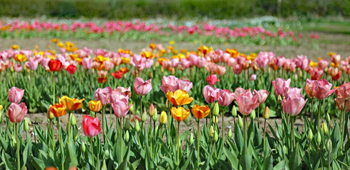 Fototapeta premium Side view of rows of pink, yellow and orange Tulips, Derbyshire England 