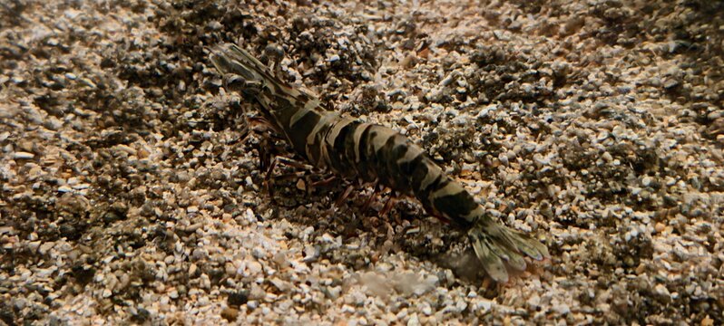 Underwater macro of a Black tiger prawn (Penaeus monodon)a  striped shrimp resting on sandy substrate, with translucent body and greenish-brown camouflage. 