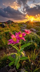 Fototapeta premium Wildflowers bloom on a rocky hillside at sunset, with mountains & colorful clouds
