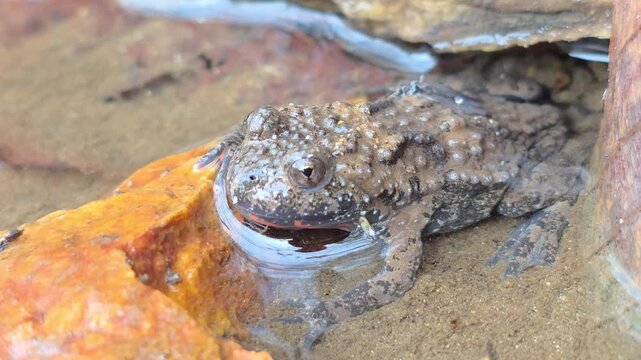 

Macro shot of an Oriental fire-bellied toad with unique skin patterns in a mountain stream.5


