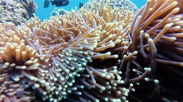 Ocellaris Clownfish swimming in sea anemone 