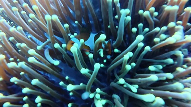 Ocellaris Clownfish swimming in sea anemone 