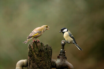 European Greenfinch and Great Tit facing each other on woodland perch in the United Kingdom © Aaron & Wera