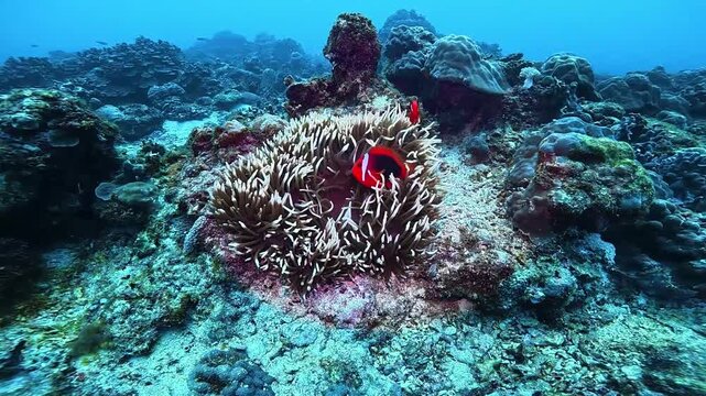 Ocellaris Clownfish swimming in sea anemone 