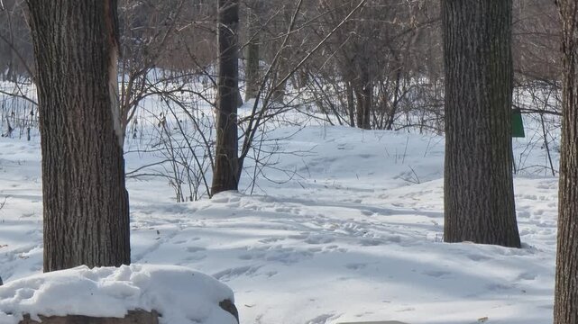 Trees in the snow in the winter park. The squirrel ran into the forest.
