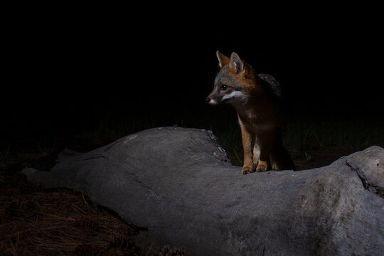 Gray fox (Urocyon cinereoargenteus) perched on log at night, camera trap image, Lassen County, California.