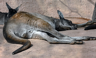 Eastern grey kangaroo sleeping on the ground. Latin name - Macropus giganteus © Mikhail Blajenov