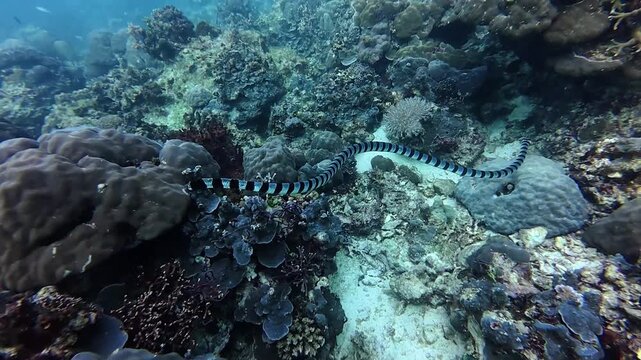 A Black-banded sea krait, Laticauda semifasciatus, swims over a healthy coral reef In Boracay.