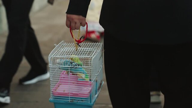 Small cage with yellow budgie walking down urban pavement, person carries portable birdcage by red handle, colorful parakeet perched on plastic swing, soft morning light, muted city tones, quiet