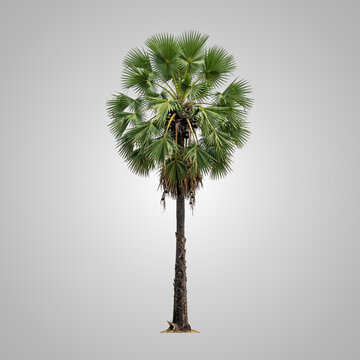 Full Length Studio Shot of Tall Mature Sugar Palm Tree Isolated on Neutral Grey Background