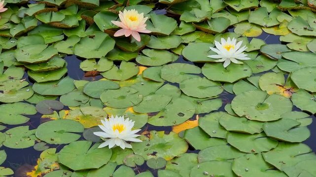 Beautiful botanical shot, natural wallpaper. Nymphaea in summer.