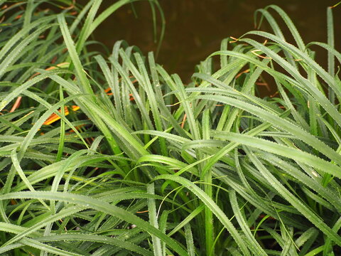 Dwarf pandanus (Pandanus pygmaeus Thouars) has long, narrow, strap-like green leaves with pointed tips. Edges and midrib have sharp spines, underside of leaves has many small spines arranged densely.
