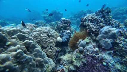 Obraz premium Underwater sea ocean water with beautiful diverse corals and fishes swimming 