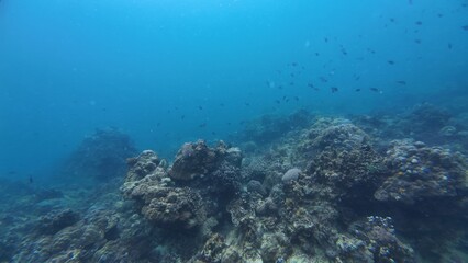 Obraz premium Underwater sea ocean water with beautiful diverse corals and fishes swimming 