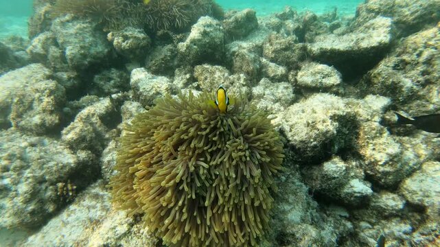 Sebae clownfish, an anemonefish found in the northern Indian Ocean, from Java to the Arabian Peninsula. Like all anemonefish it is usually found living in association with sea anemones