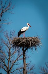 Fototapeta premium White stork stands in its large nest atop a bare tree. The bird has black wing feathers and a red beak. Clear blue sky forms the background. It is a symbol of new life and family.