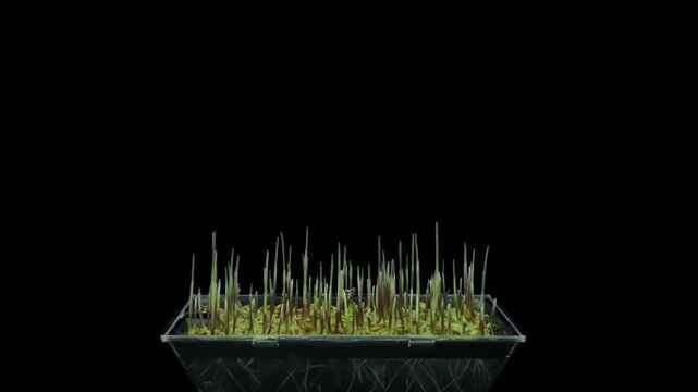 Time lapse of germinating microgreens rye seeds with ALPHA transparency channel isolated on black background