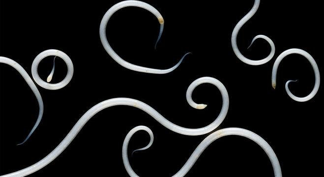 Several white nematodes coiled and curved against a black background roundworm helminth