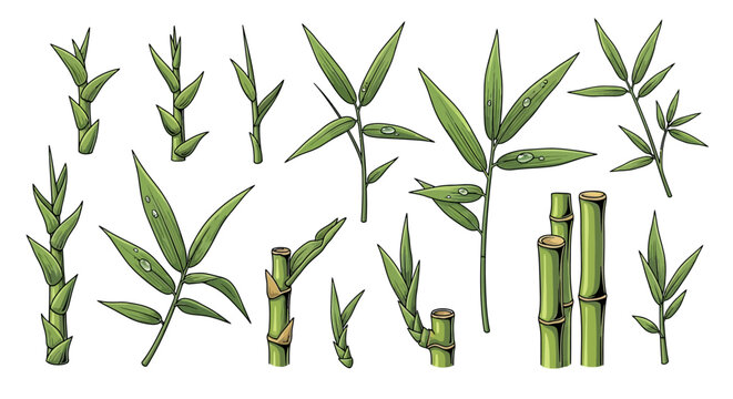 Bamboo stalks and leaves close up subject.