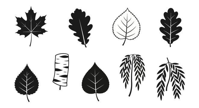 Assorted Leaf Silhouettes Collection For Study.