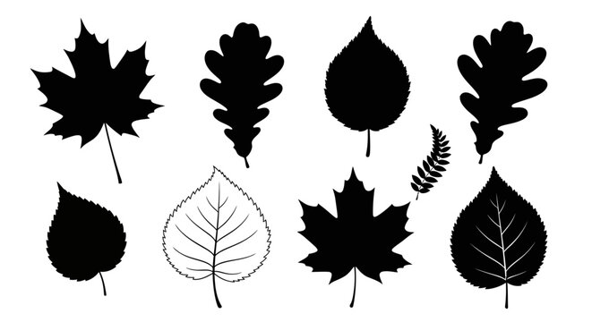 Assorted Leaves Silhouettes Close Up Study.