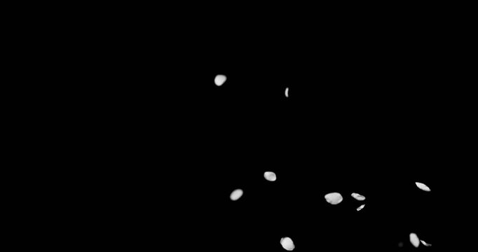 Super slow motion of white flower petals floating and falling on black background. Delicate particles drifting in the air create a soft, elegant and dreamy atmosphere.