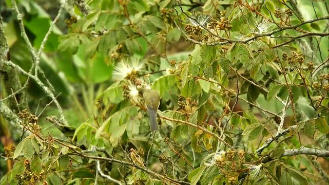 A small bird perches on a branch amidst lush green foliage, feeding on a white, fluffy flower, showcasing nature's delicate balance and beauty.