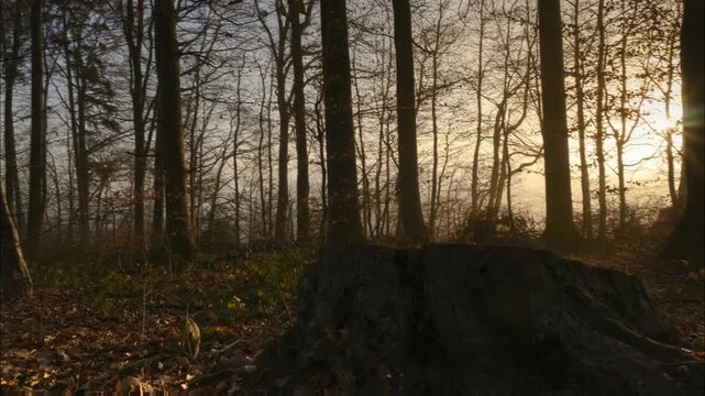 Sunlight filters through the bare trees of a dense forest, illuminating a large, dark tree stump in the foreground amidst fallen leaves.