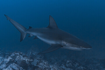 Obraz premium Galapagos Shark in Malpelo island