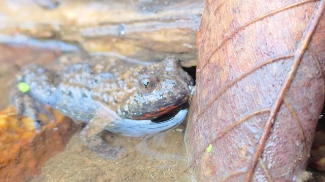 
Macro shot of an Oriental fire-bellied toad with unique skin patterns in a mountain stream.7



