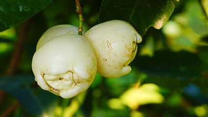 A close-up image of a white rose apple against a natural background. © Tyada_Nam