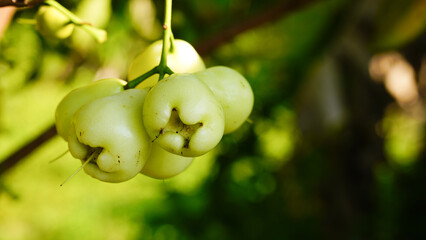 A close-up image of a white rose apple against a natural background. © Tyada_Nam