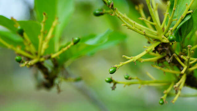 A close-up image of a small avocado on a tree against a natural background.