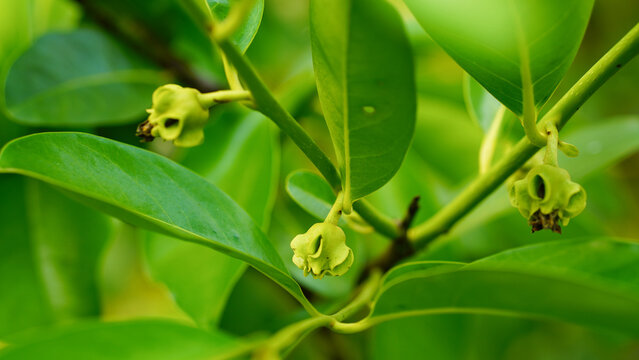 Young Black sapote fruit on a tree.