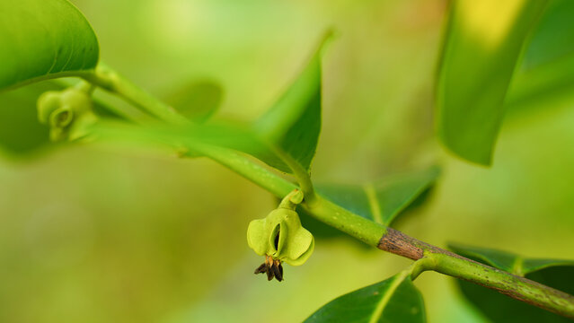 Young Black sapote fruit on a tree.