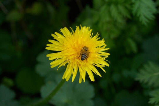 Fleur et insectes