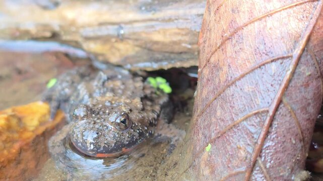 

Macro shot of an Oriental fire-bellied toad with unique skin patterns in a mountain stream.8


